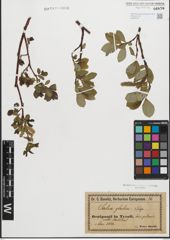 Foto von Salix glabra Scop.